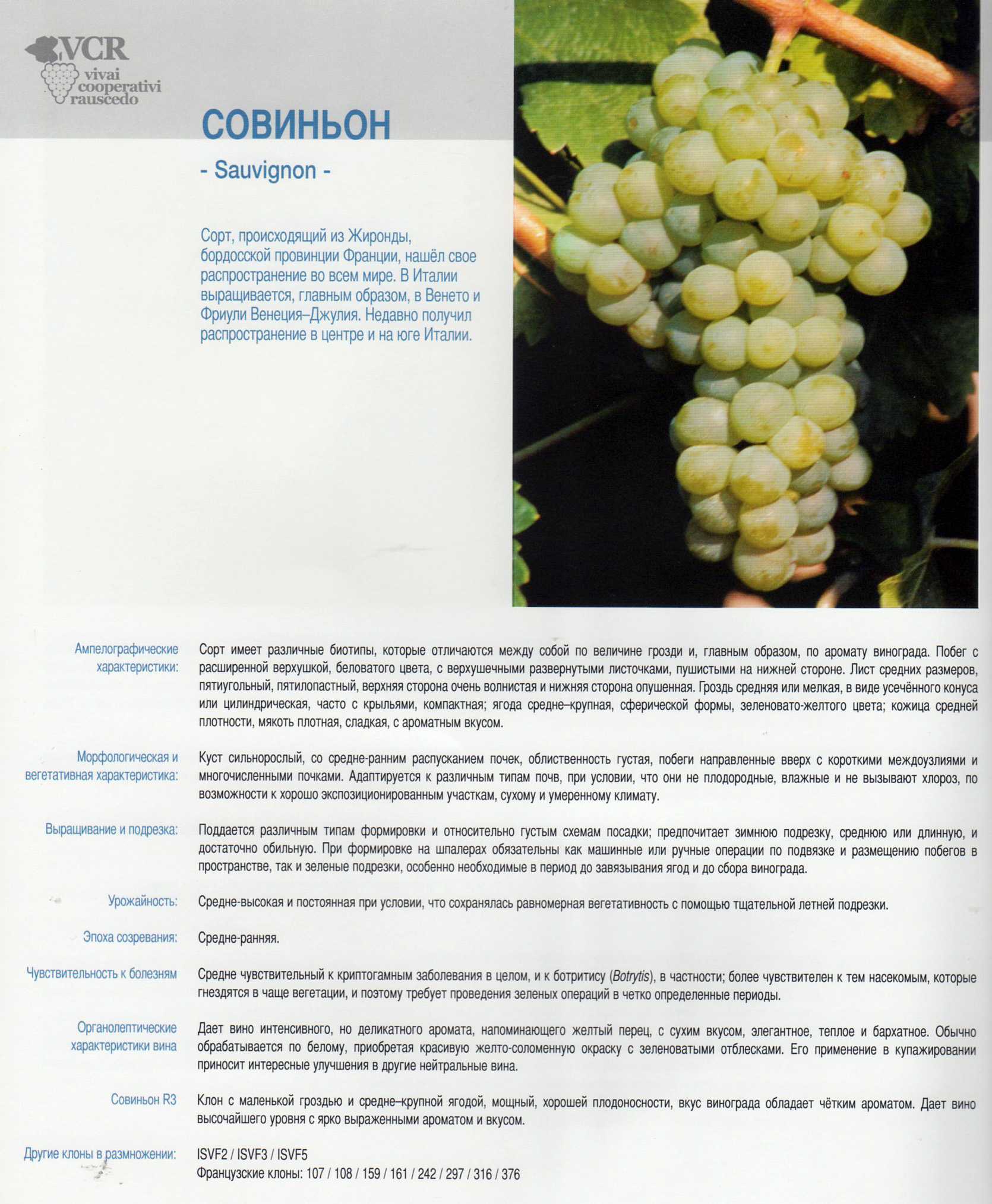 Уход за виноградом летом, полный список летних работ - vinograd-loza