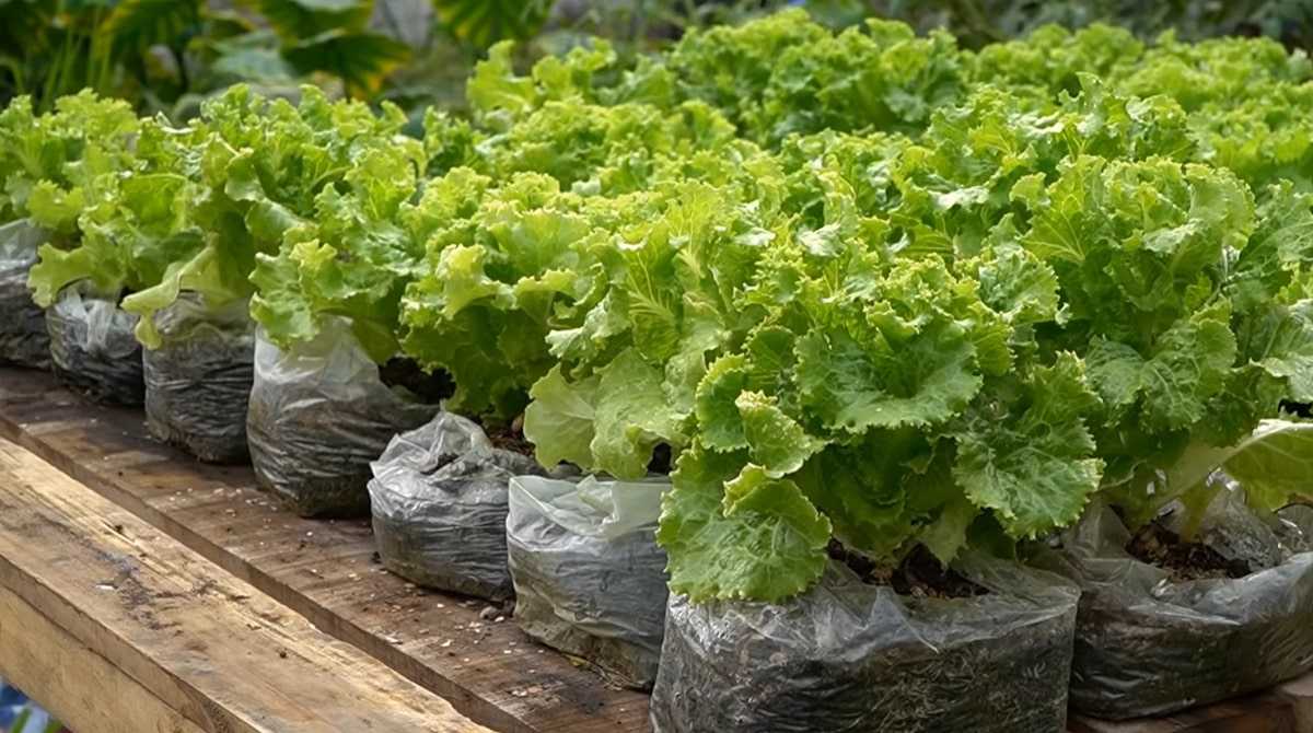 Выращивание салата на подоконнике и балконе: способ для новичков