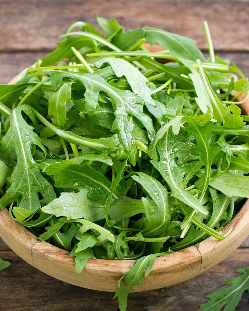 Руккола: ее польза и вред для здоровья мужчин и женщин, выращивание, использование в кулинарии, рецепты салатов (фото & видео) +отзывы