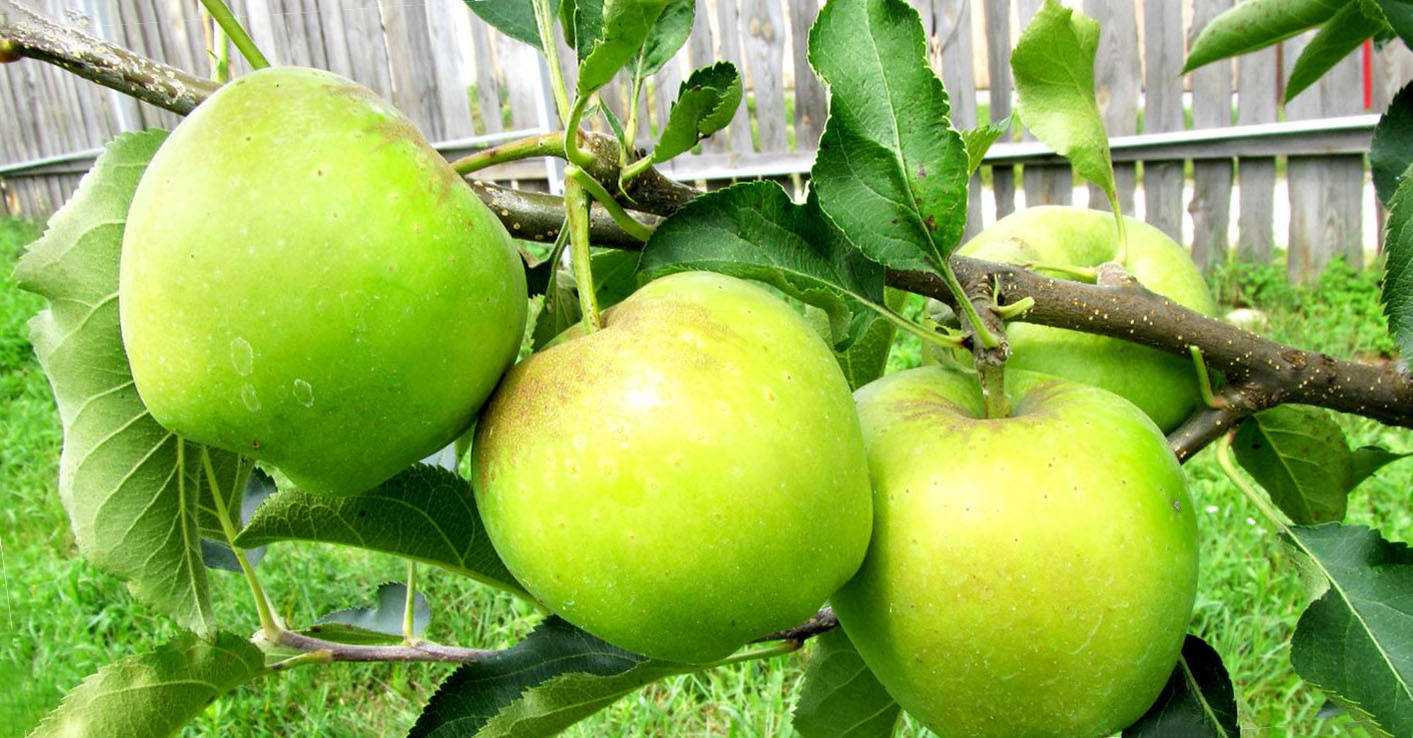 Яблоня чудное: описание и характеристики сорта, урожайность и выращивание