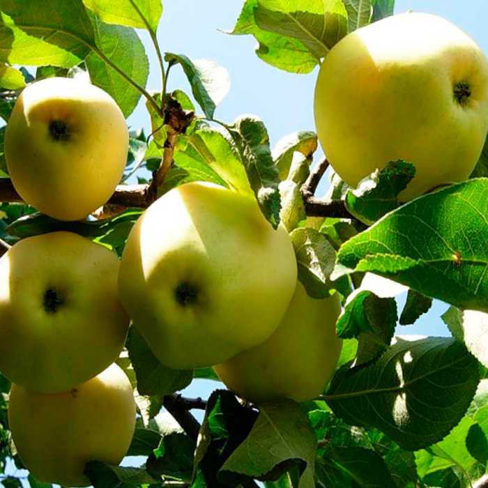 Сорт яблони чудное: фото, отзывы, описание, характеристики.
