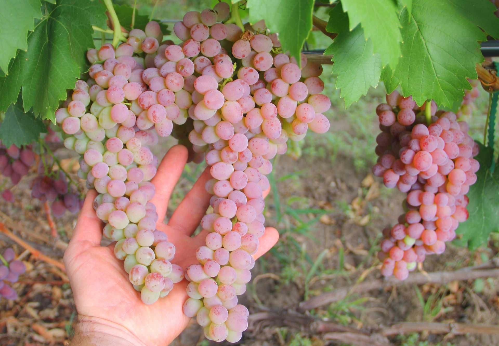 Кишмиш лучистый, описание сорта и особенности выращивания винограда