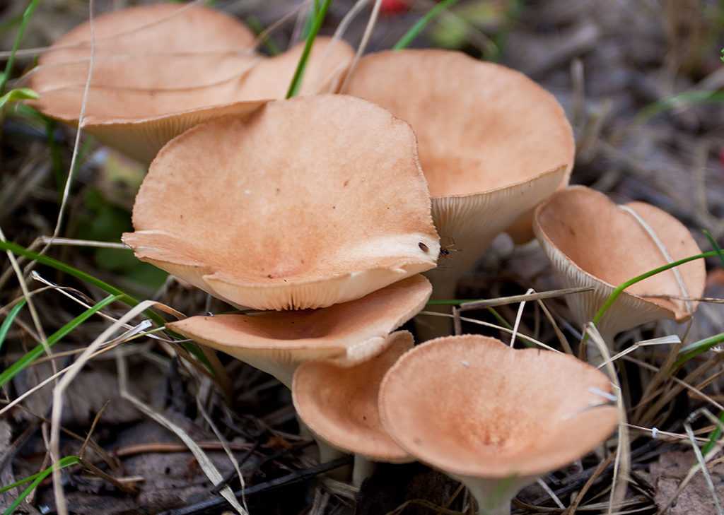 Съедобные оранжевые грибы. виды и названия грибов с картинками | дачная жизнь