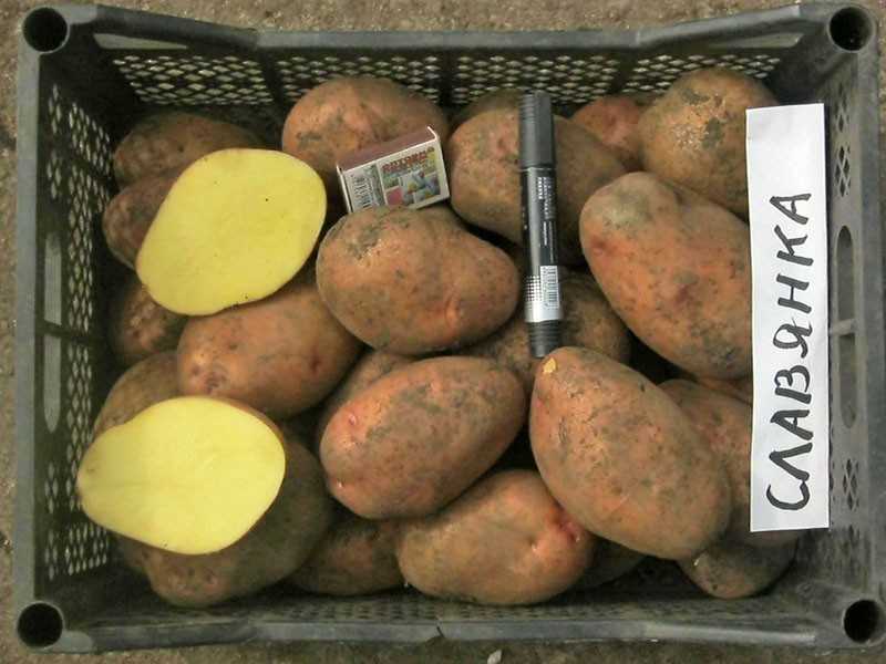 Картофель славянка: описание сорта, характеристика, правила посадки и уход, фото
