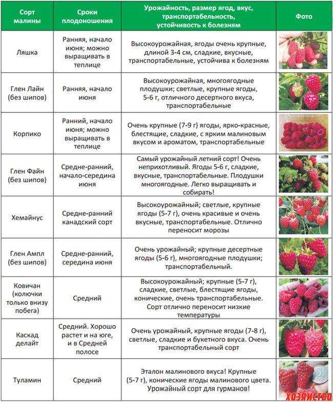 Клубника роксана: отзывы, фото, описание среднепозднего сорта, посадка и уход, правила выращивания, урожайность