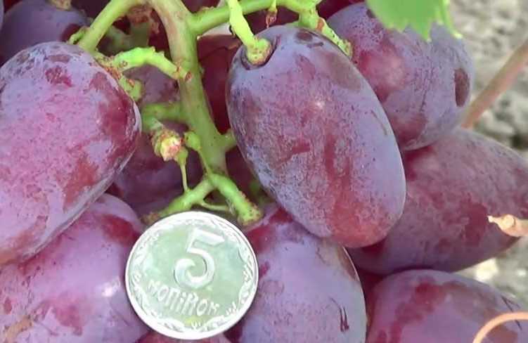 Виноград Граф Монте-Кристо: описание сорта, фото, отзывы виноградарей Рекомендации по выращиванию, обрезке и уходу