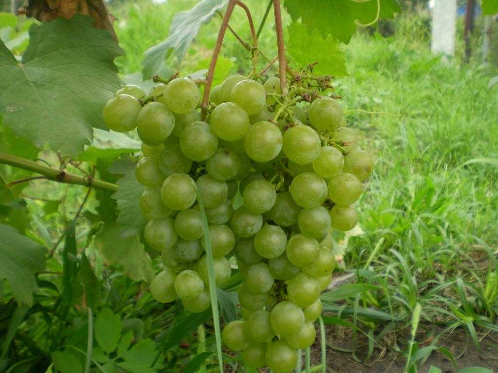 Сорт винограда цитронный магарача