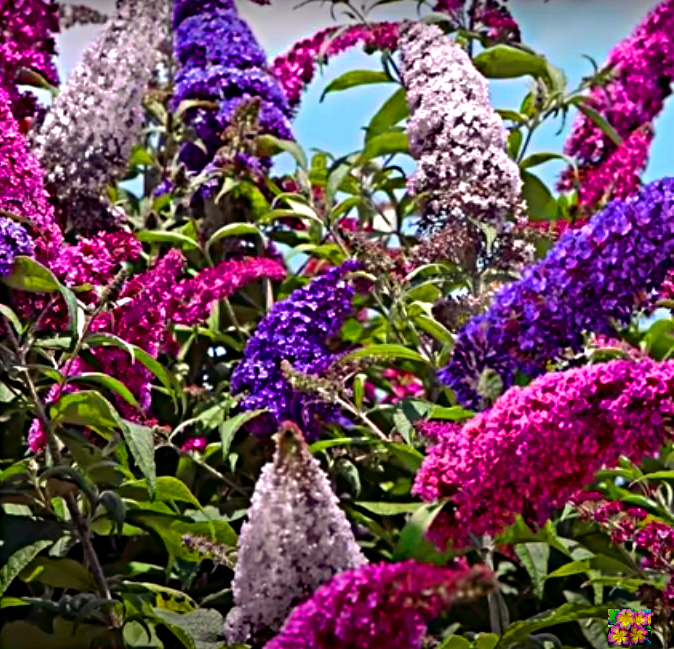 Цветок буддлея давида: правила посадки и ухода за растением, размножение семенами в подмосковье