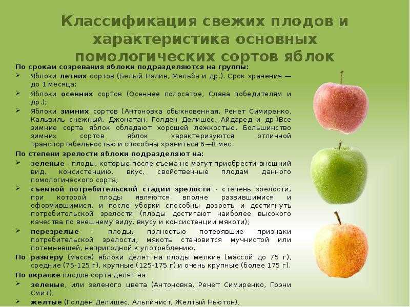 Яблоня старкримсон: описание сорта, преимущества и недостатки, характеристика плодов, особенности выращивания, сроки сбора и хранения урожая