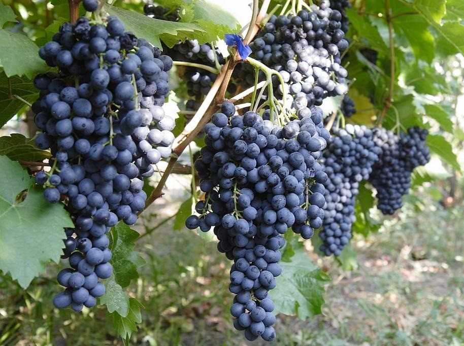 Выбираем сорта винограда для своего участка