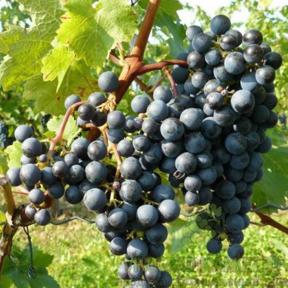 Виноград «платовский»: описание и отзывы