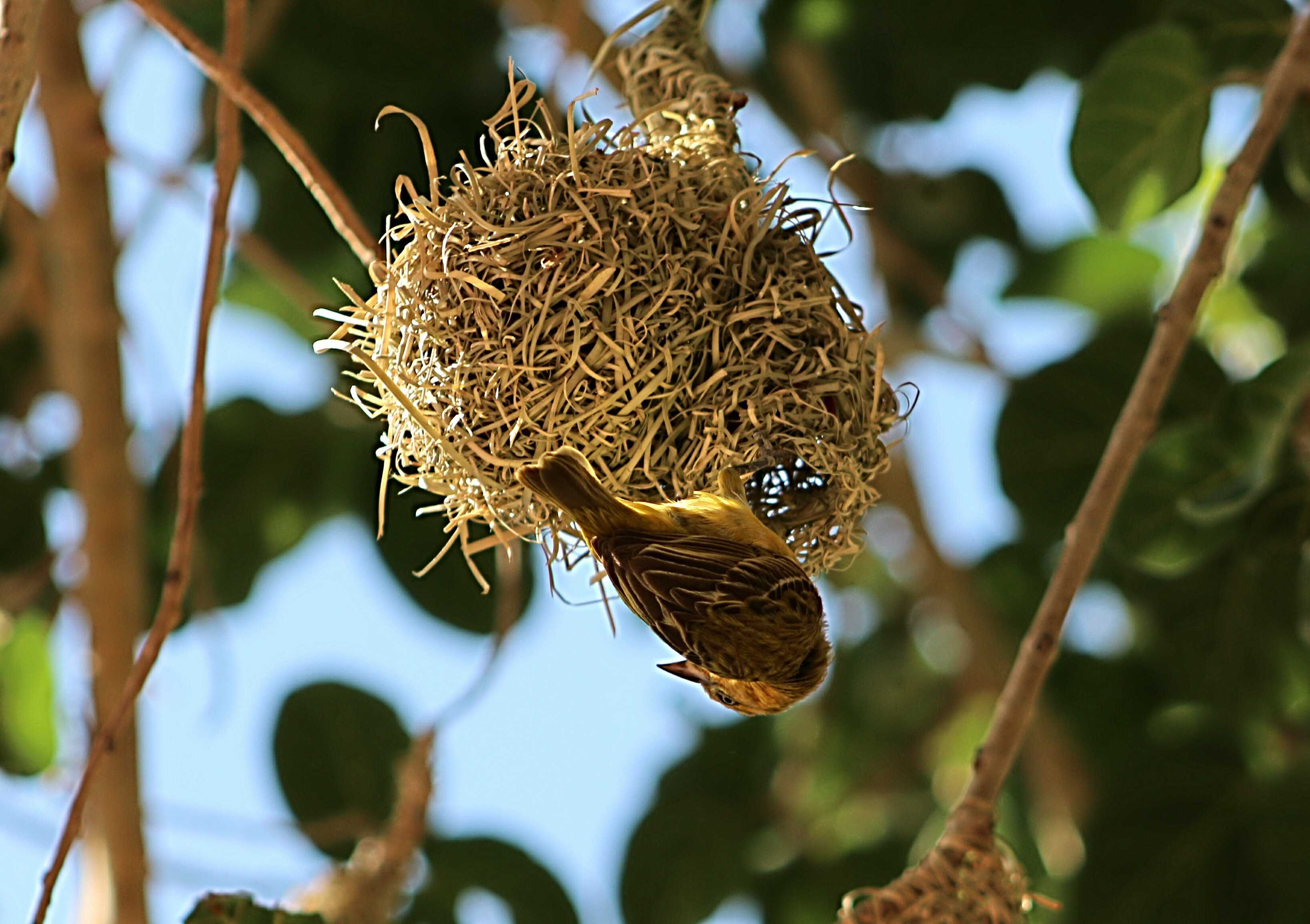Геллат гнезда