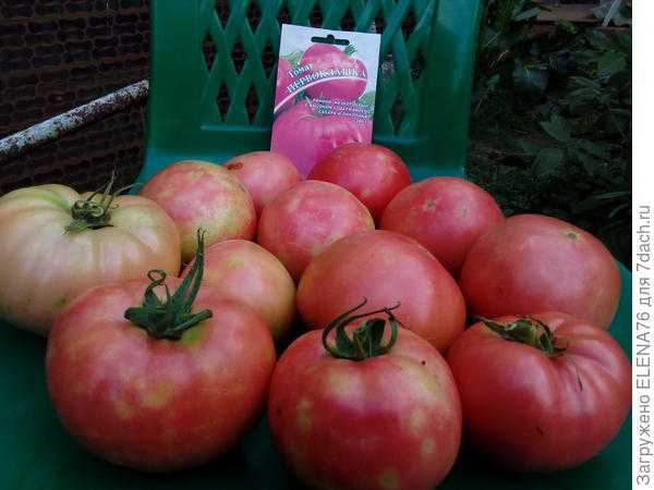 Совершенный вкус и хорошая урожайность — томат первоклашка: описание сорта и характеристики