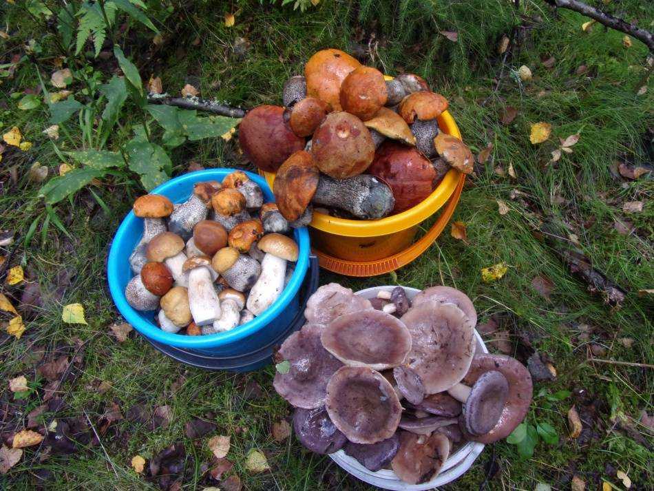 Грибы самарской области: места, виды съедобных грибов, описание, фото