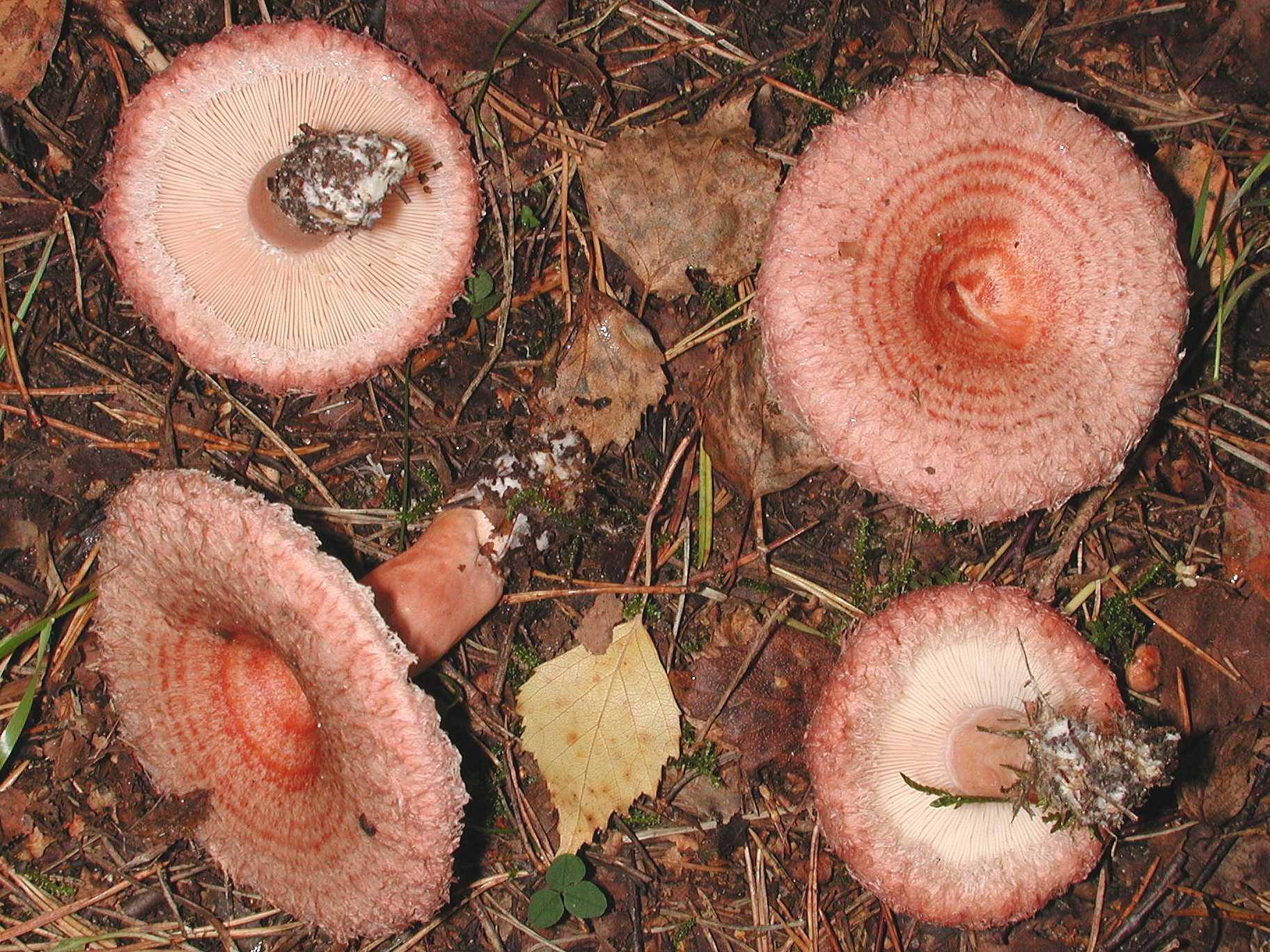 Ложные грибы рыжики — как отличить правильно по фото и описанию, чтобы не ошибиться