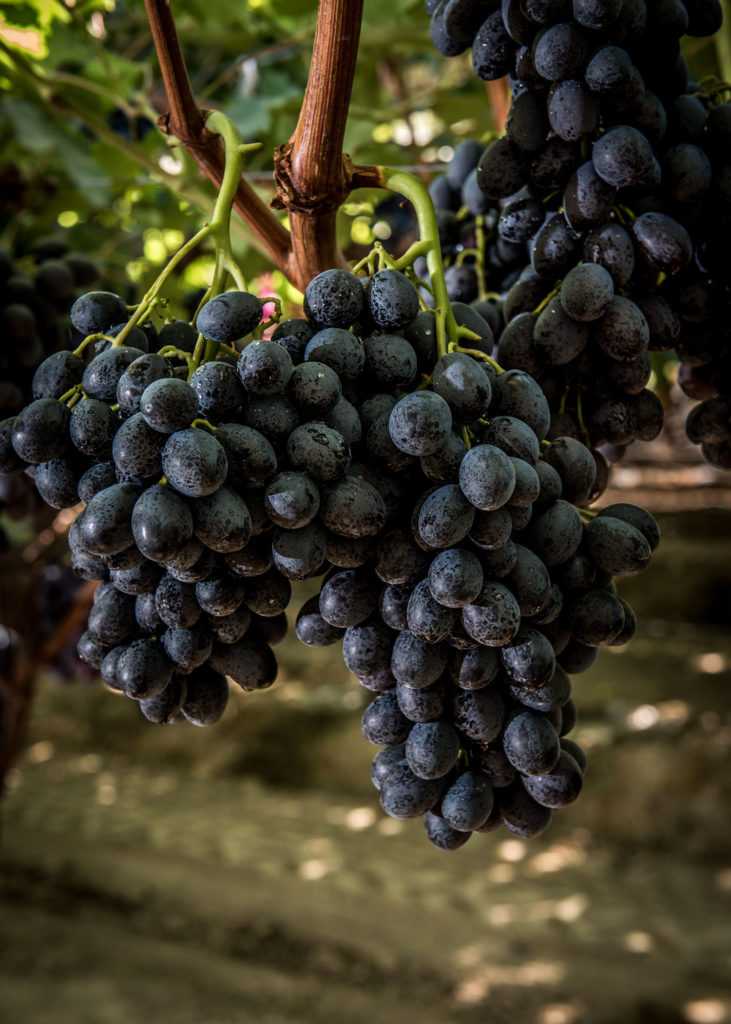 Виноград кишмиш юпитер: описание сорта, фото, отзывы