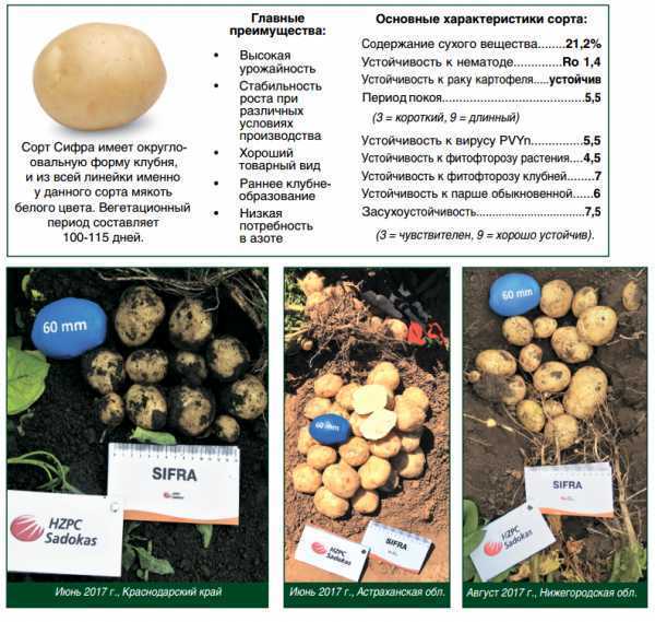 Картофель венета: описание и характеристики сорта!