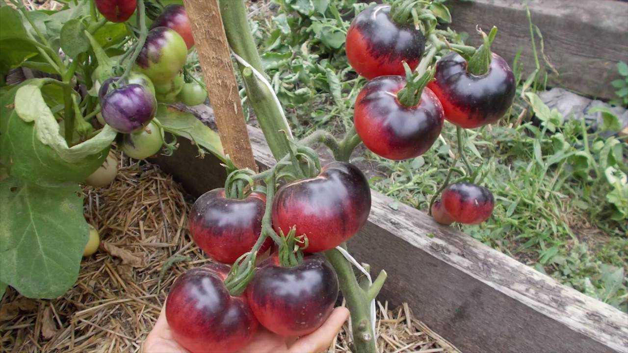 Томат дворцовый: характеристика и описание сорта, отзывы тех кто сажал помидоры об их урожайности, фото