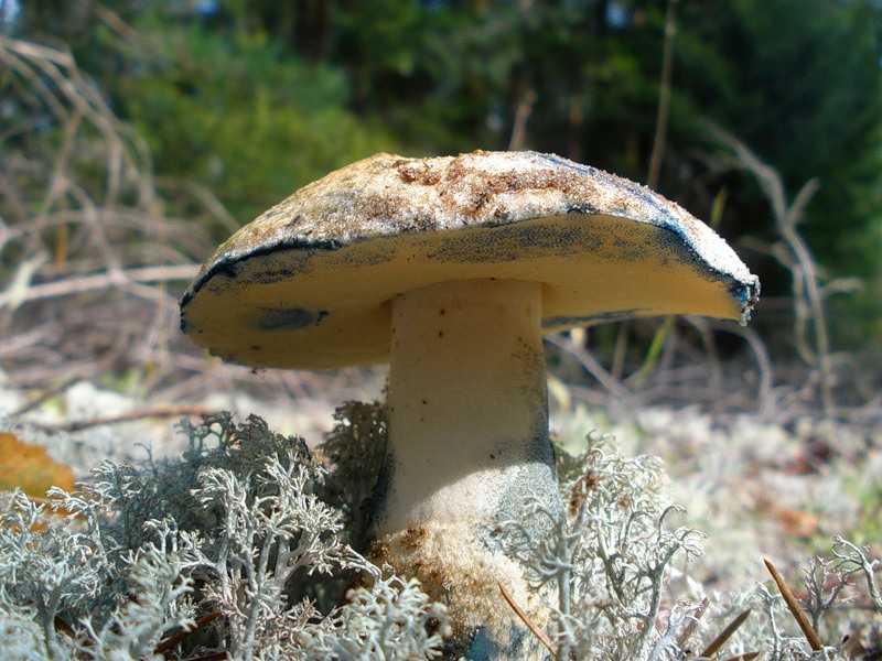 Грибы, растущие на деревьях: фото и описание. виды древесных грибов. какие грибы растут на деревьях