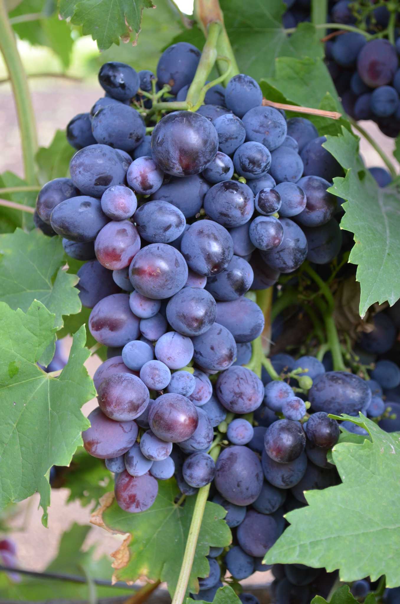 Описание и характеристики сорта винограда «кардинал»
