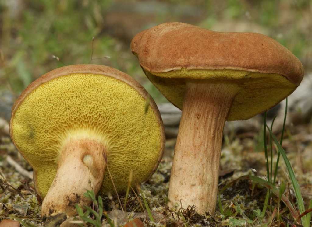 Польский гриб съедобный или нет. Моховик гриб съедобный. Моховик зеленый Xerocomus subtomentosus. Гриб моховик ложный. Моховик полузолотистый.