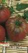 Характеристика и описание томата негритенок, агротехника выращивания сорта