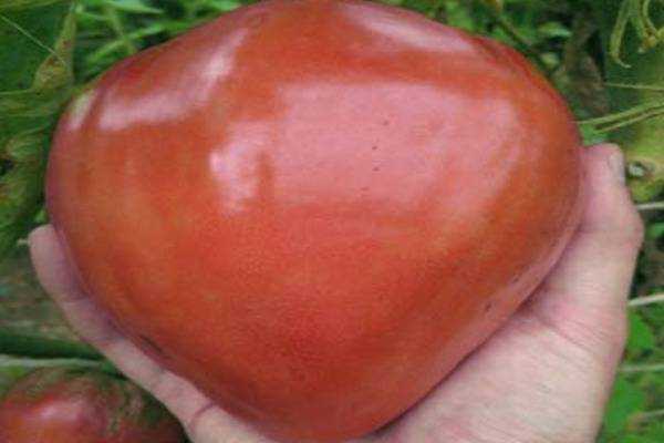 Томат любящее сердце: характеристика и описание сорта, урожайность, выращивание и уход, фото