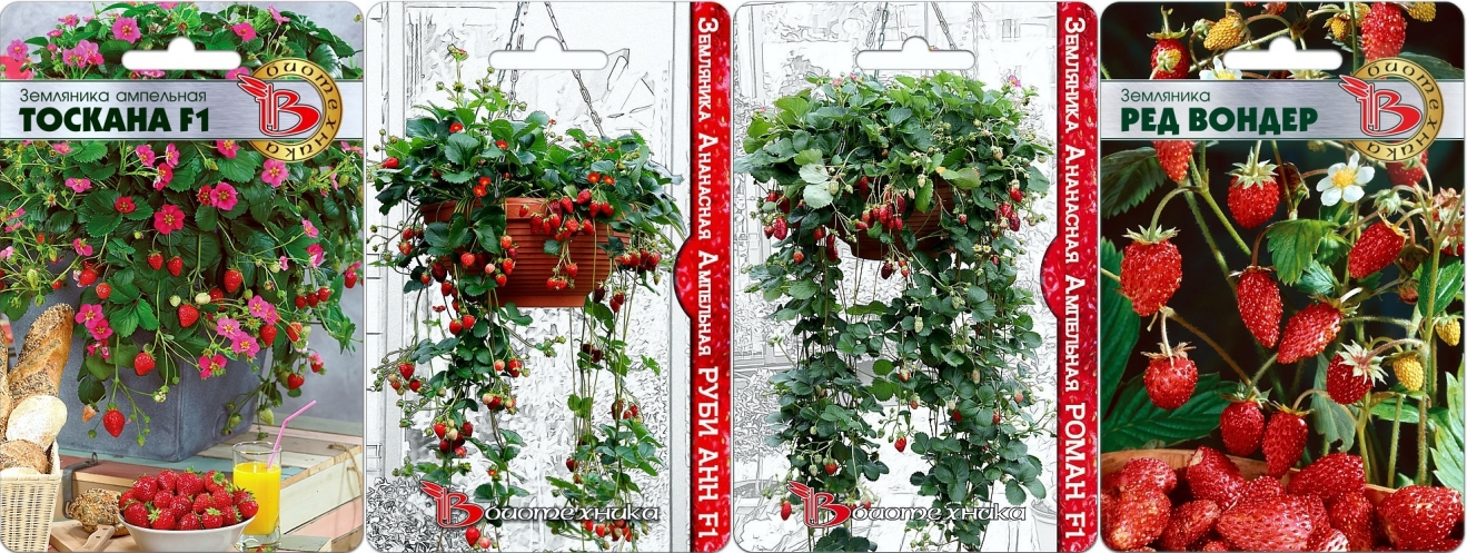Клубника роксана: описание высокоурожайного сорта, особенности выращивания и ухода за ним