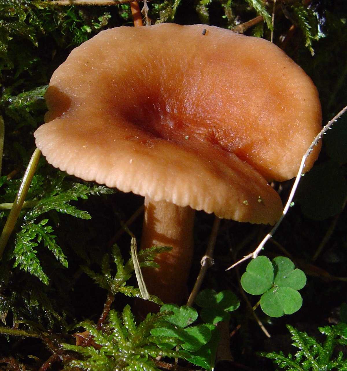 Засолка грибов на зиму – 5 рецептов приготовления горячим и холодным способом