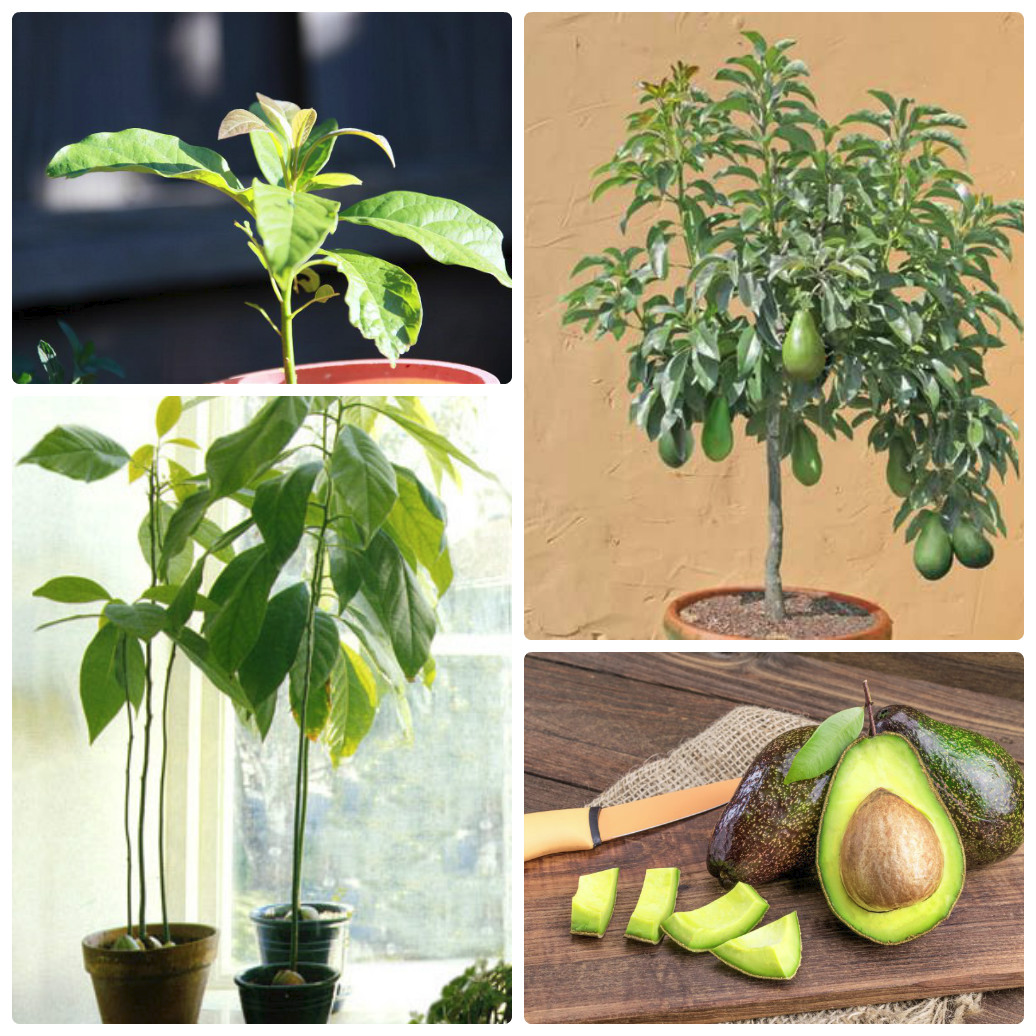 Как вырастить  авокадо из косточки | как прорастить авокадо