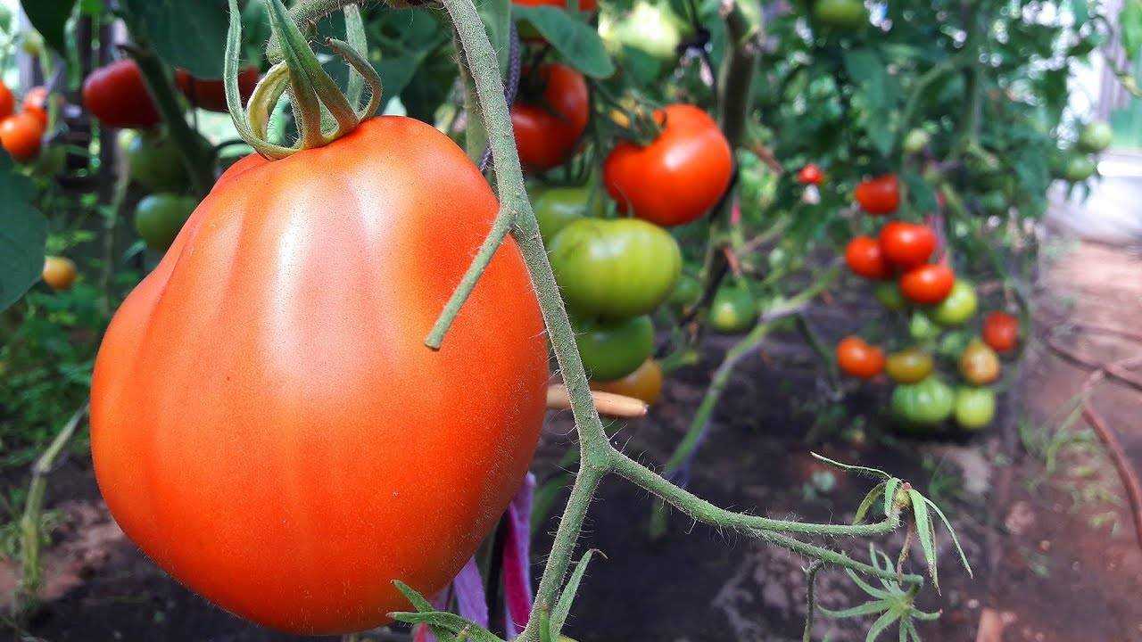 Сорт помидоров богата хата f1