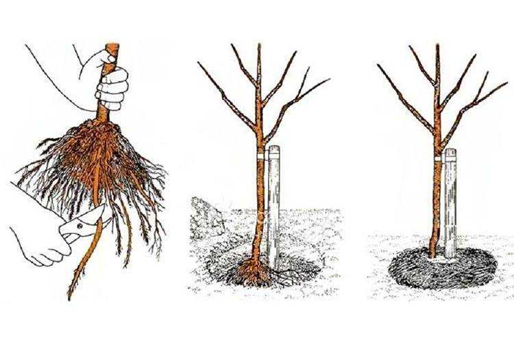 Посадка саженца вишни весной: пошаговое руководство и инструкция