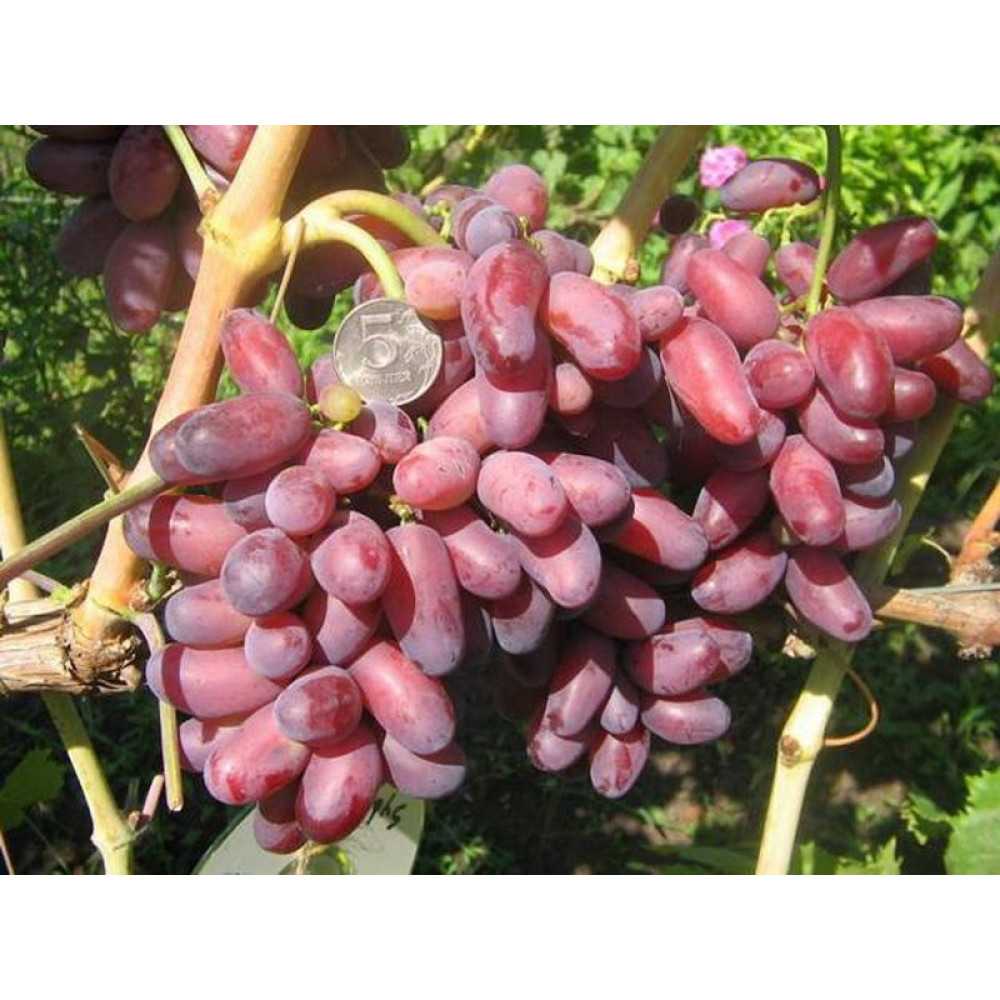 Виноград изюминка: описание сорта, фото