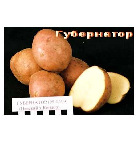 Картофель луговской: описание и характеристика сорта, выращивание и уход, фото