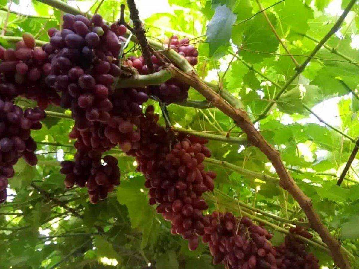Виноград «изюминка»: описание, фото и отзывы