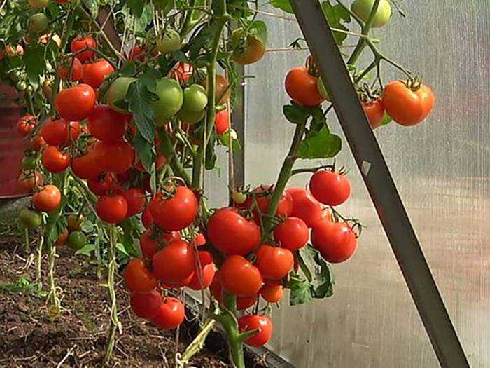 Балконное чудо помидоры: особенности сорта, посев, пересадка, уход