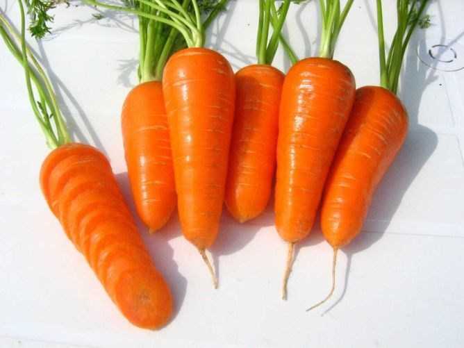 Морковь шантане 2461 описание и выращивание