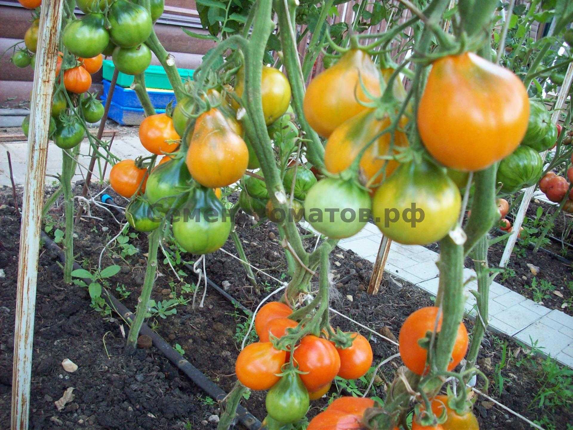Мои любимые сорта томатов - огород