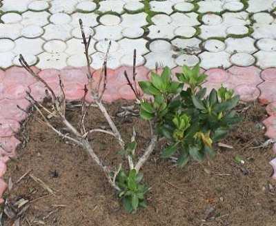 Уход за рододендроном весной после зимы. Рододендрон Шлипенбаха. Омолаживающая обрезка рододендрона. Рододендрон листопадный обрезка. Рододендрон почва для посадки.