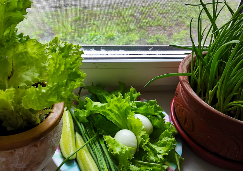 Как вырастить зелень на подоконнике в домашних условиях