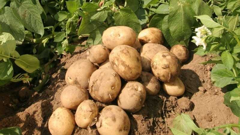 Какой сорт картофеля самый вкусный: топ-25 сортов с характеристикой