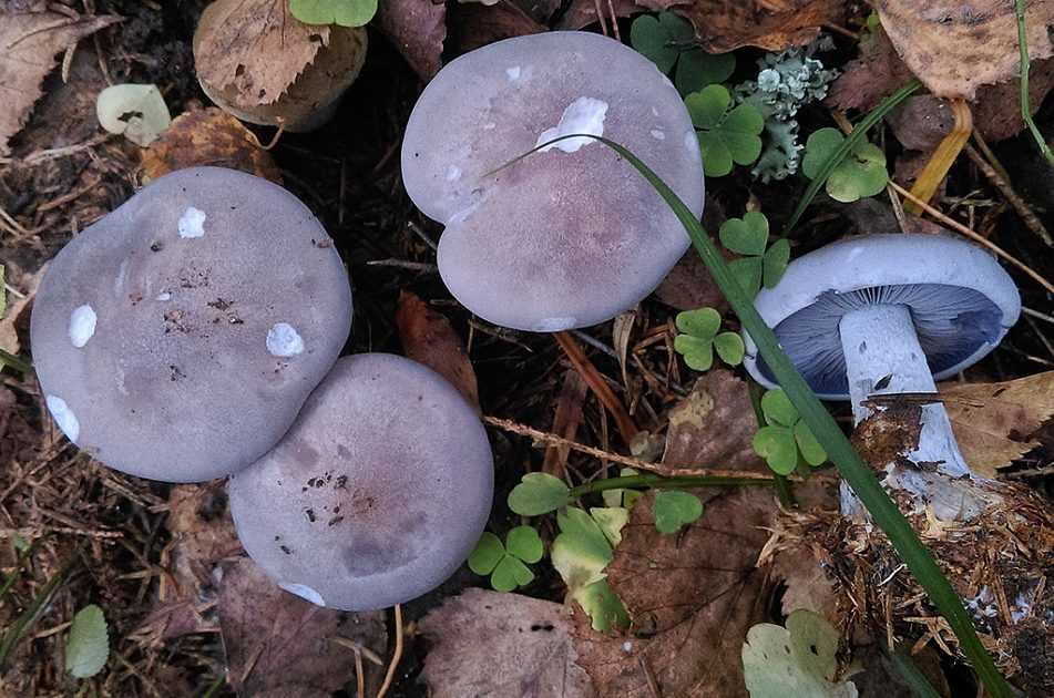 Рядовка частопластинковая: где растет гриб? фото рядовки