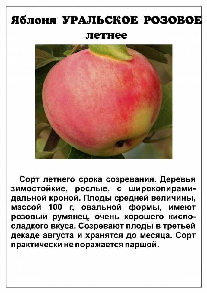 Яблоня розочка описание сорта фото
