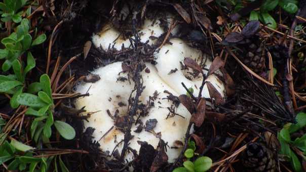 Могут ли ядовитые грибы быть червивыми. какие грибы не бывают червивыми? | дачная жизнь