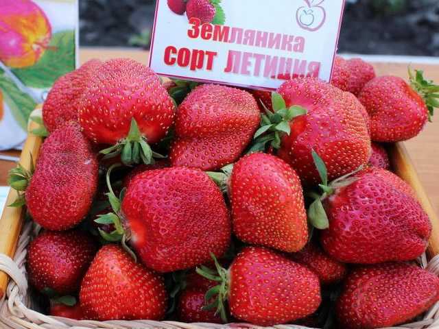 Сорт клубники тристан: советы по посадке и уходу