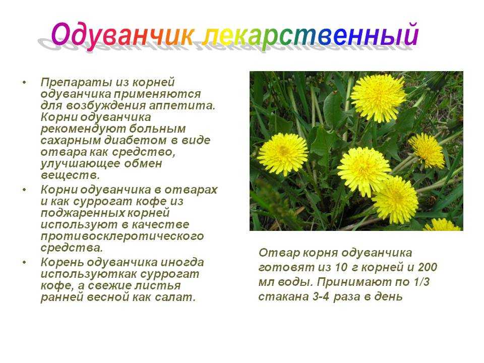 Одуванчик лекарственный применение цветков рецепты с фото простые