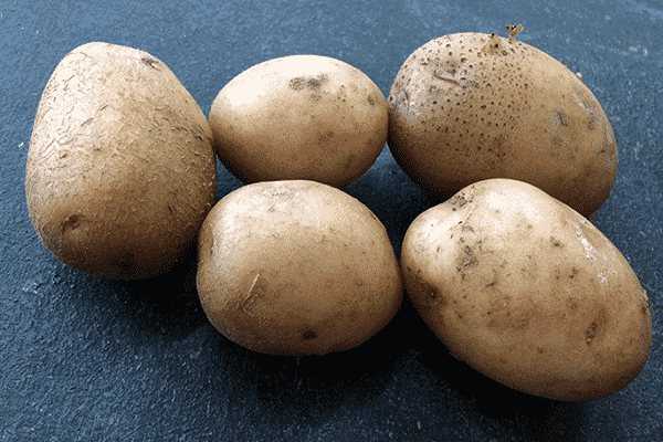 Картофель "славянка": описание сорта, фото и характеристики картошки русский фермер