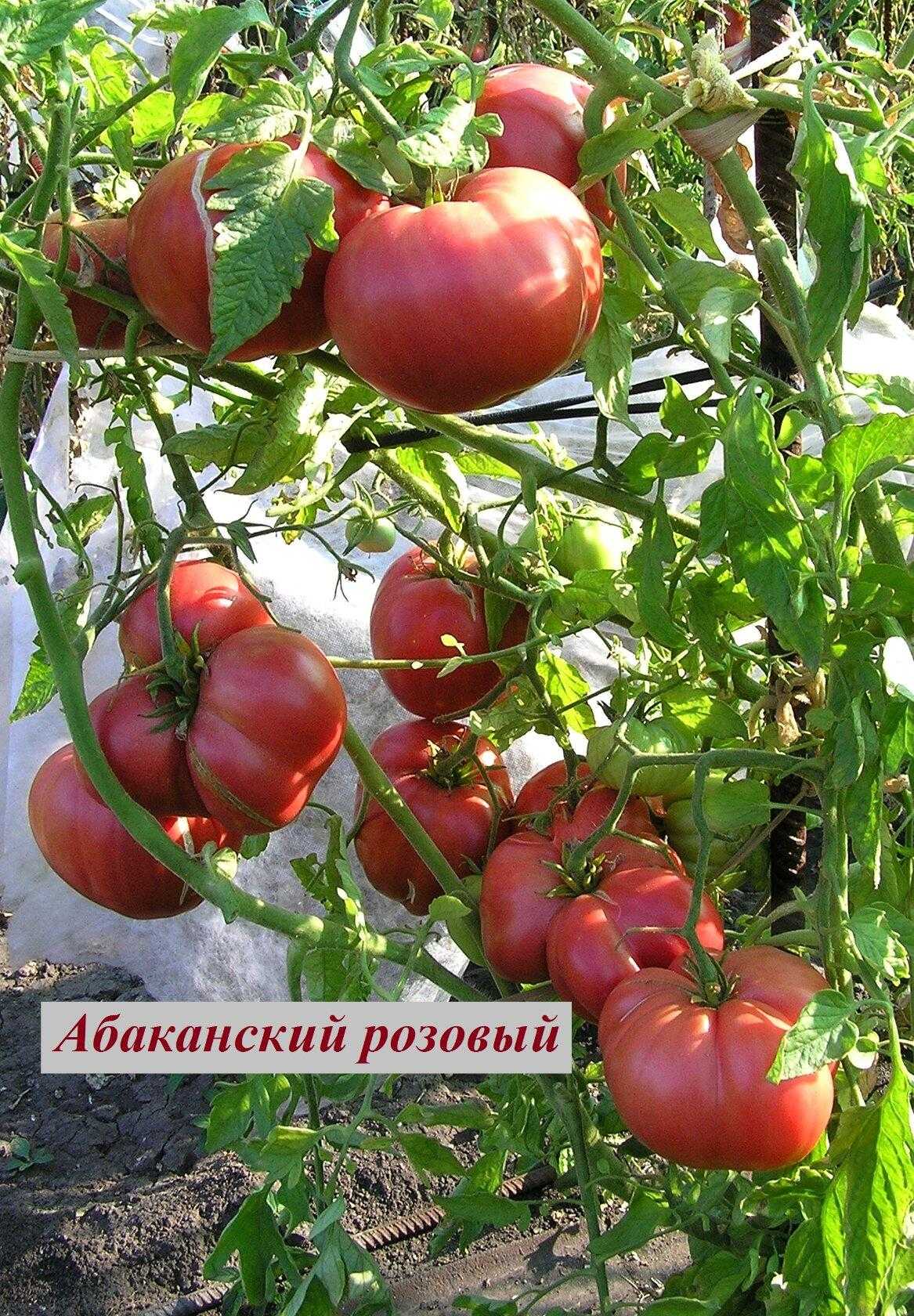 Томат «абаканский розовый»: описание и характеристика, выращивание, фото