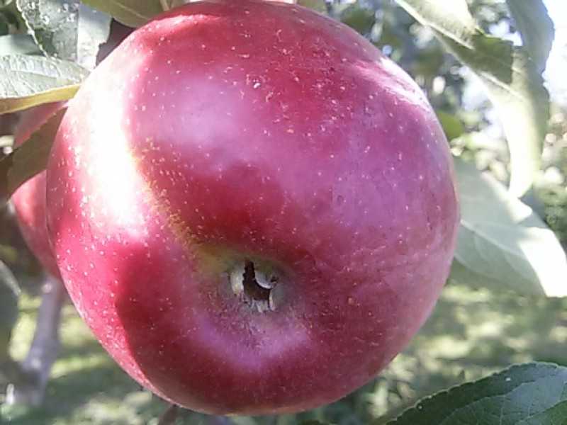 Яблоня сорт мечта. Яблоня сорта Анисовка. Сорт яблони анис. Сорт яблок Анисовка. Яблоня сорта анис полосатый.