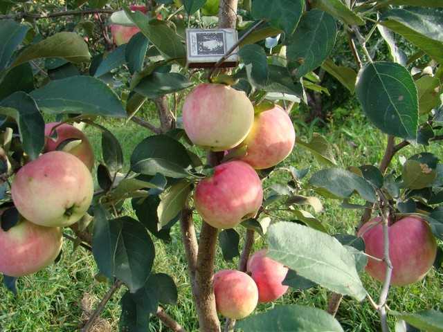 Секреты успешного выращивания яблони башкирская красавица - агро эксперт